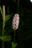 Polygonum bistorta RCP4-09 023.jpg